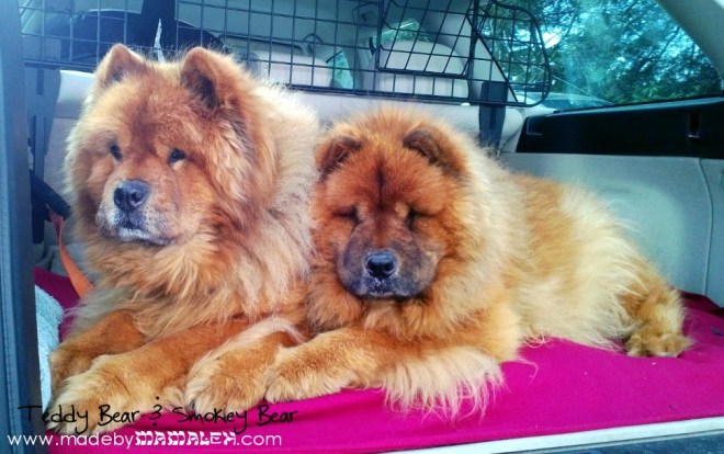 Teddy Bear & Smokey Bear